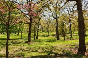 Sping Blossoms in Tilles Park.jpg